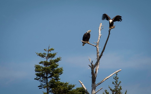 A majestic bald eagle perches confidently in a bare tree