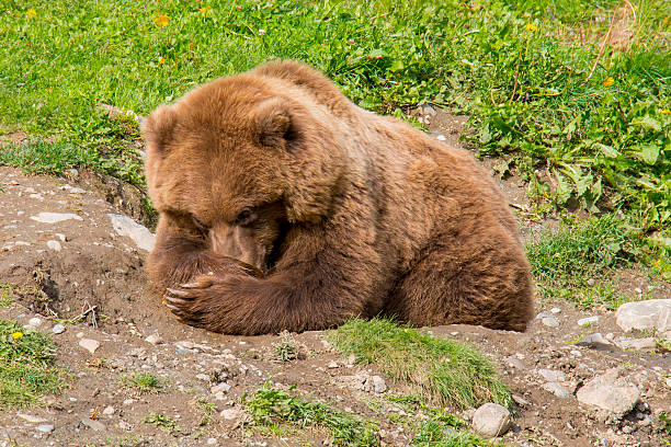 istock Young Grizzly Bear Tries to Nap 177495124