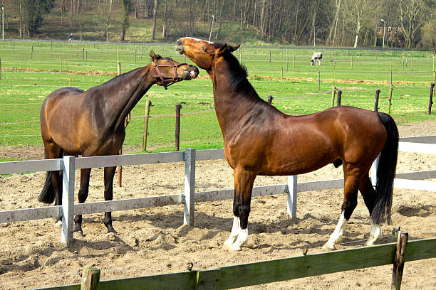 istock Horse trying to bite other one 177495198