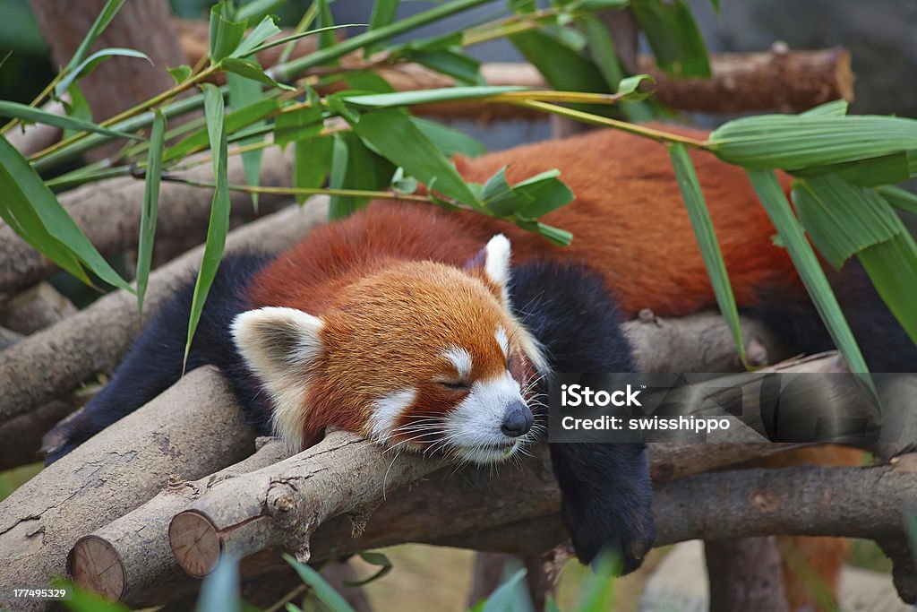 Red panda (firefox) Red panda (firefox) sleeping on the tree Animal Stock Photo