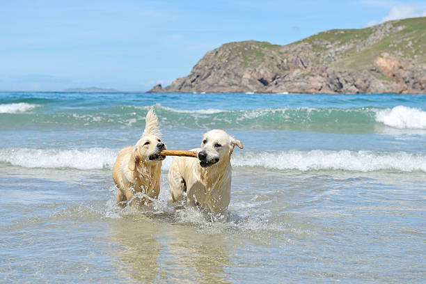 istock two golden retrievers playing in the sea 177495542