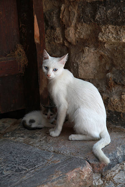 istock White greek cat with kitten, Crete, Greece 177495626