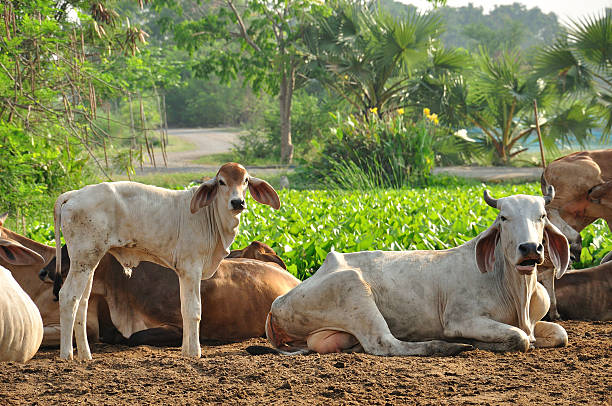 istock Calf and cow in agriculture field 177495665