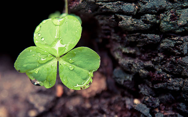 istock little plant on die grub 177495691