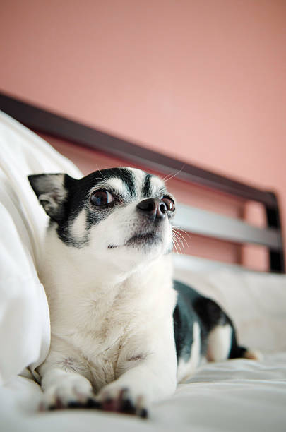 Chihuahua in bed stock photo