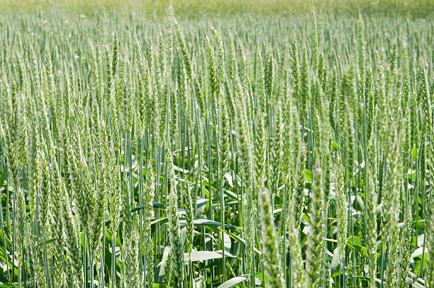 campo verde di grano - korn foto e immagini stock