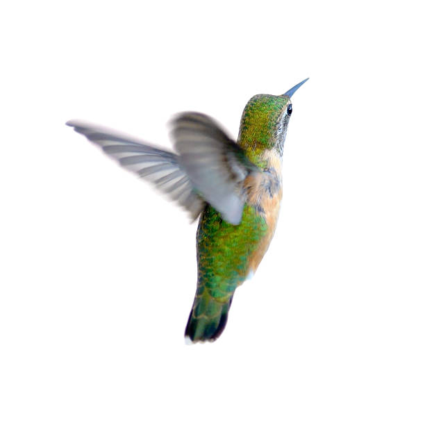 istock A green Rufous Hummingbird flying 177495928