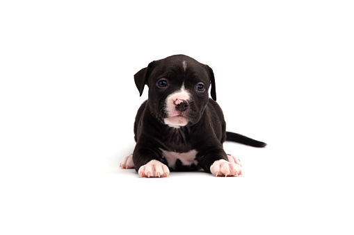Cute little American Pit Bull Terrier puppy isolated on white background