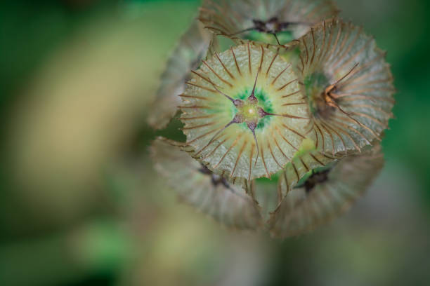 Eryngium planum, used for everlasting flowers,