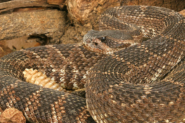 istock Southern Pacific Rattlesnake (Crotalus viridis helleri) 177496251