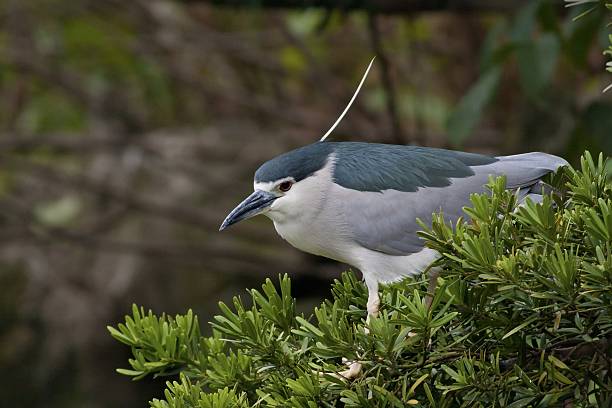 nitticora corona nera - heron night heron island water foto e immagini stock