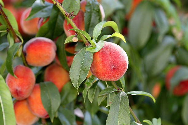 istock Fresh colorful peaches on a branch 177496498