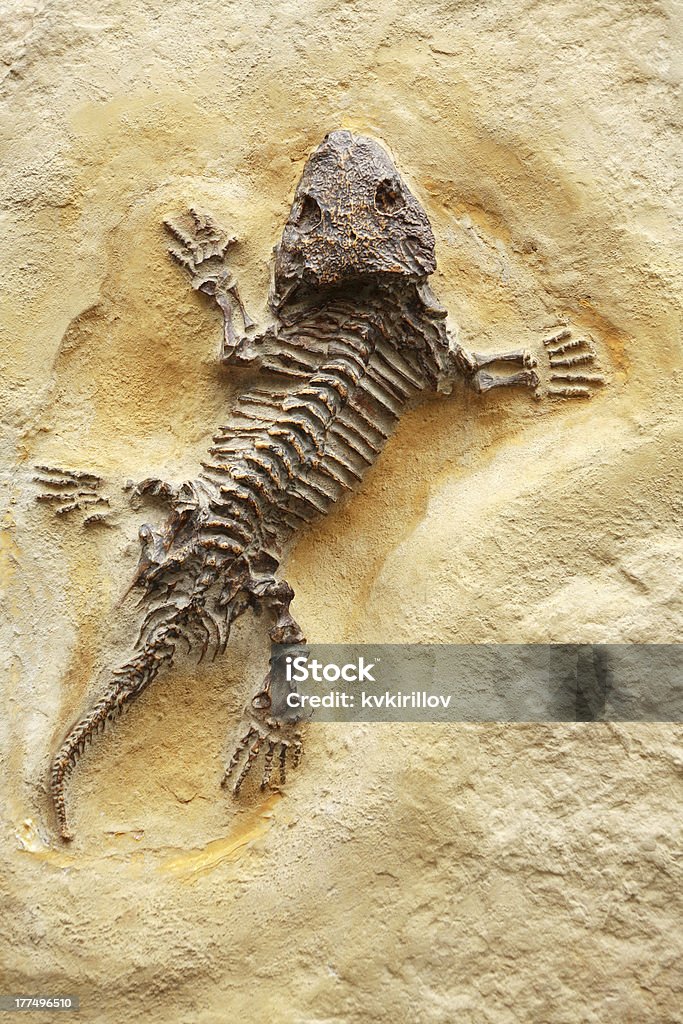 Ancient Lizard Fossil Ancient lizard fossil on yellow stone background Dinosaur Stock Photo