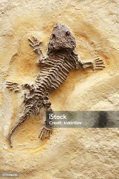 Ancient Lizard Fossil Stock Photo - Download Image Now - Dinosaur, Fossil, Lizard