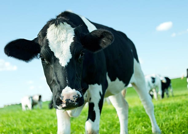 istock Holstein Friesian cow close-up 177496592