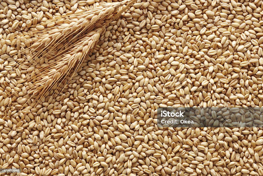 wheat background wheat ears on wheat kernels as background Cereal Plant Stock Photo