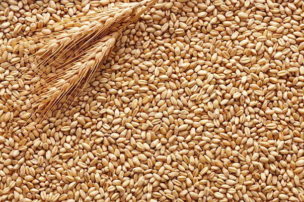 wheat ears on wheat kernels as background