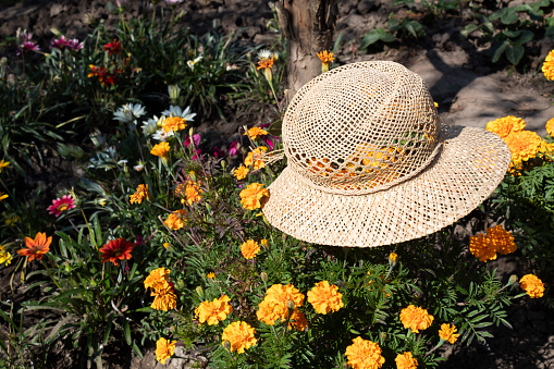 An elegant yellow straw cap lies on yellow tagetes flowers.