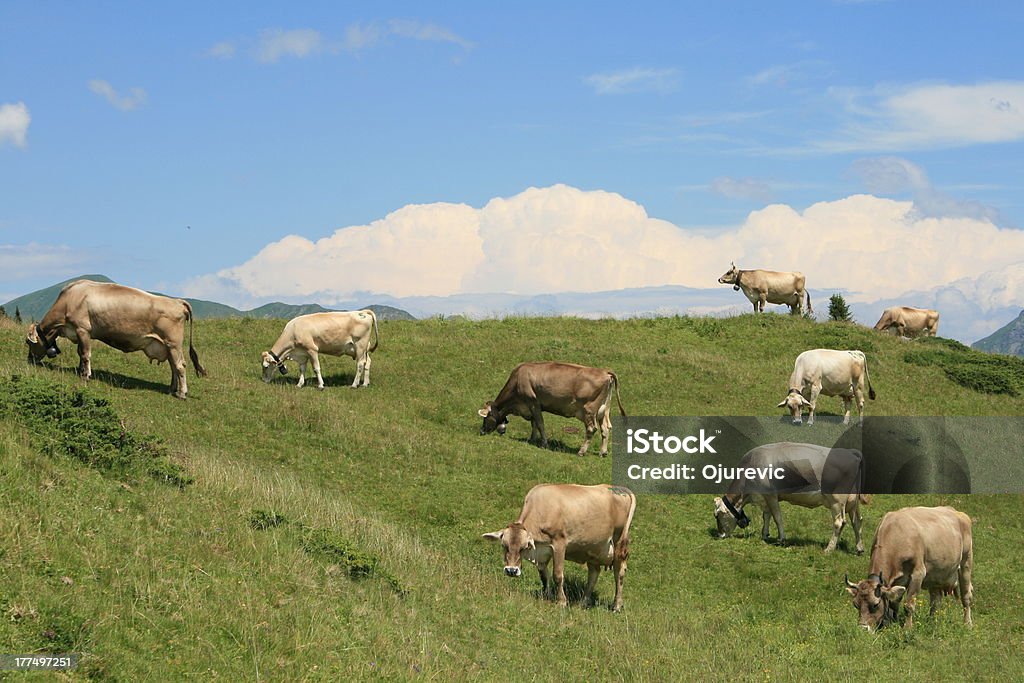 Vacas em pastagens alpinas Arosa, Suíça - Royalty-free Alpes Europeus Foto de stock
