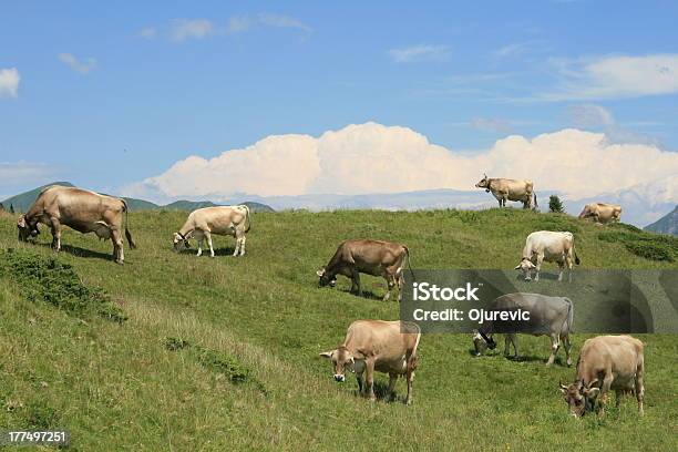 Vacas Em Pastagens Alpinas Arosa Suíça - Fotografias de stock e mais imagens de Alpes Europeus - Alpes Europeus, Alpes suíços, Animal