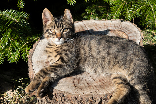 A gray tabby kitten is resting, stretched out on a stump.