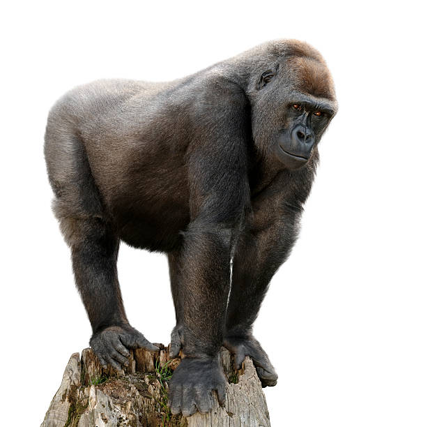 Gorilla on tree trunk, isolated "Gorilla majestically standing on a lookout, isolated on purte white" female animal stock pictures, royalty-free photos & images