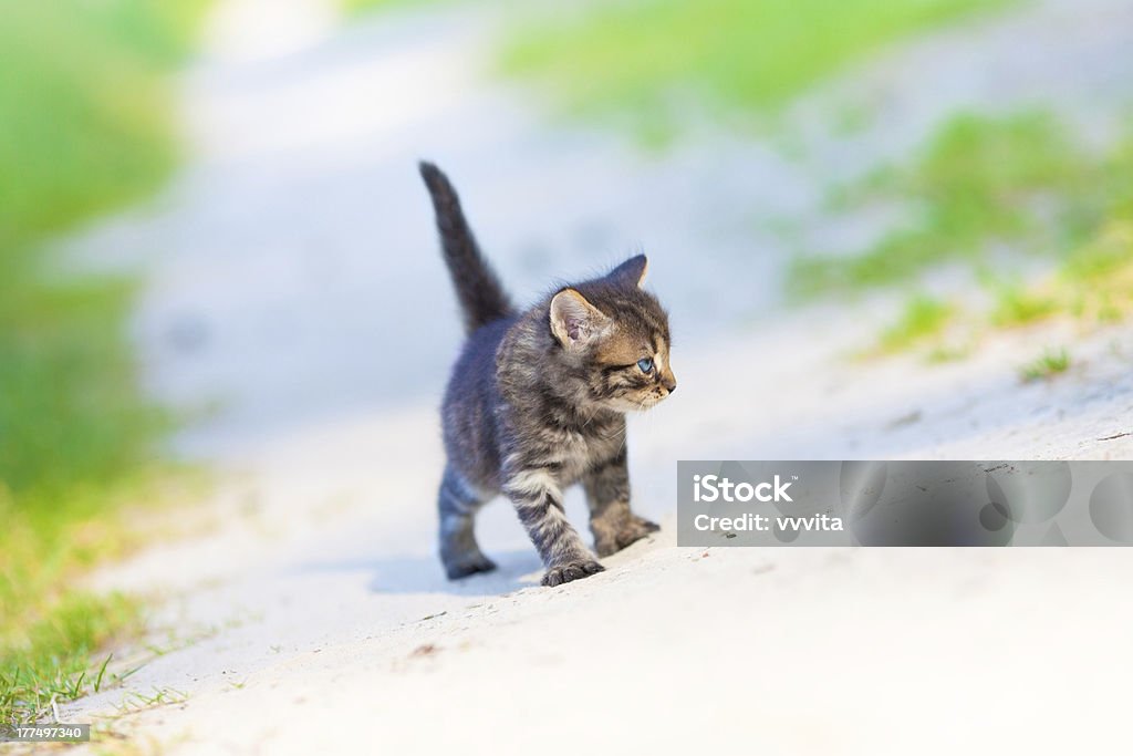 Little kitten пребывания на песчаных road - Стоковые фото Бродячее животное роялти-фри