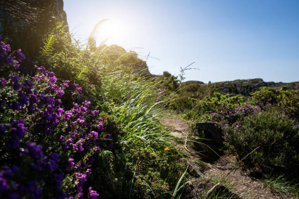 Hiking outdoors. Adventures in summer Norway, in the Bergen area.