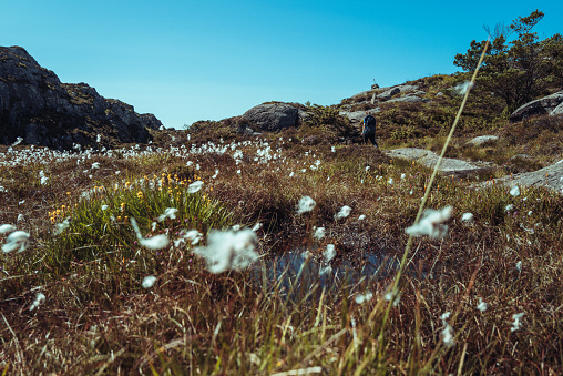 Flowering cotton grass on  background of blue sky