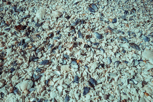 Shell fragments sand