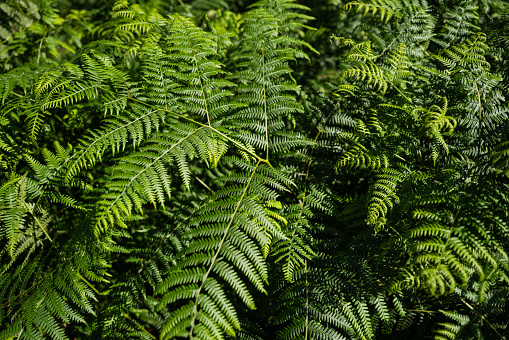Before the flowering plants, the landscape was dominated with plants that looked like ferns for hundreds of millions of years. Pteridophytes show many characteristics of their ancestors: unlike most other members of the Plant Kingdom, pteridophytes don’t reproduce through seeds, they reproduce through spores instead.