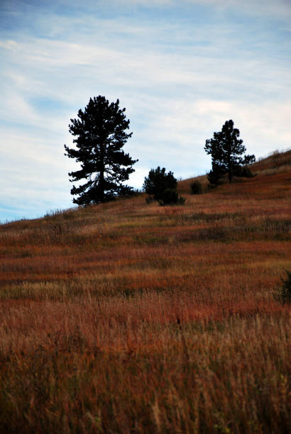 istock Motherly Spruce: Guiding Tender Steps in Nature's Embrace 1774976157
