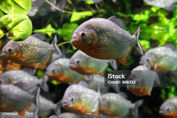 Piranhas Fish Stock Photo - Download Image Now - Aggression, Amazon River, Animal