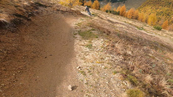 First person perspective of young woman biking down curving trail through larch forest in autumn