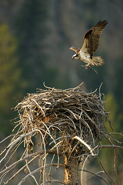 istock Osprey with twig flying above nest in Yellowstone 177498458