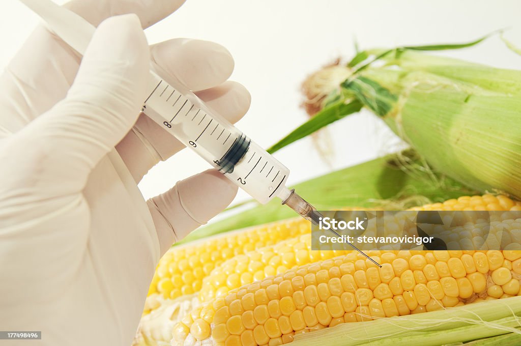 Сладкий кукуруза, генной инженерии - Стоковые фото Биолог роялти-фри