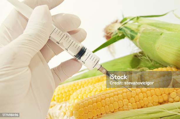 Сладкий Кукуруза Генной Инженерии — стоковые фотографии и другие картинки Биолог - Биолог, Биология, Биотехнология