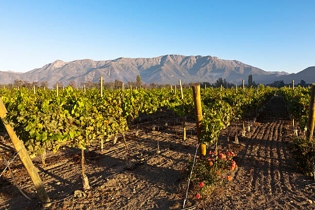 vineyard - fotos de viñedos chilenos fotografías e imágenes de stock