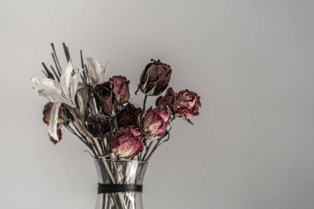 Rose - Flower,Backgrounds,Flower, Picture Frame, Valentine's Day
