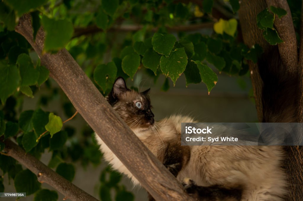 Fluffy Ragamese Cat Fluffy Siamese Ragdoll Climbing Green Leaf Tree Alert Looking Back ...