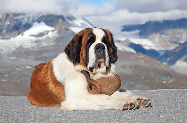 St. Bernard Dog sitting with a mountain background stock photo