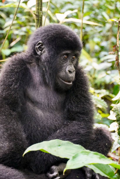 istock Juvenile Mountain Gorilla in Bwindi Impenetrable Forest 1774988133