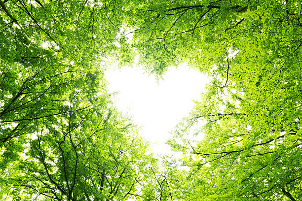 Leaves canopy heart Heart shaped opening in a canopy of leaves.Some branches and leaves are a little motion blurred. beech tree photos stock pictures, royalty-free photos & images