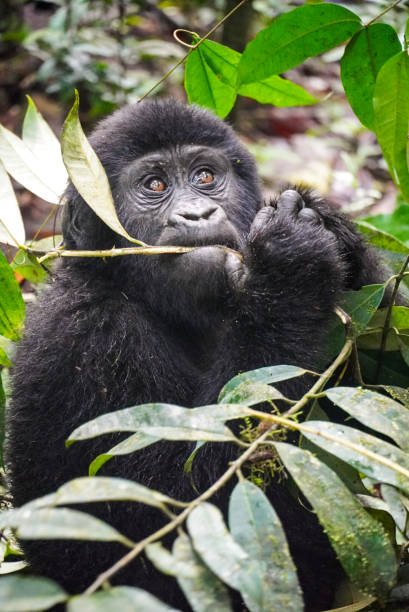 istock Juvenile Mountain Gorilla in Bwindi Impenetrable Forest 1774988657