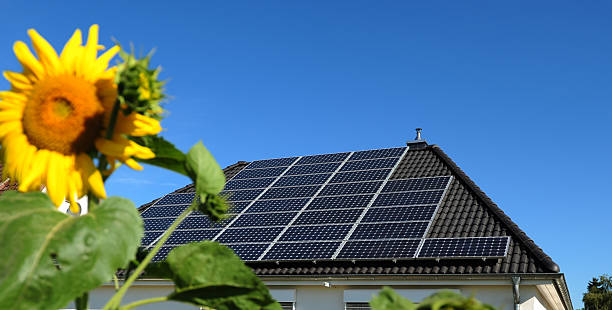 istock Sunflowers in front of solar panels 177498926