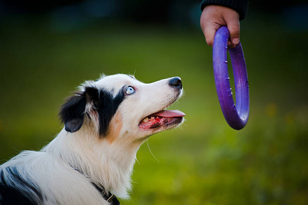 istock Australian Shepherd merle puppy and toy 177499036
