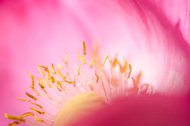 rosa macro de papoila - honeysuckle pink poppy flower plant imagens e fotografias de stock