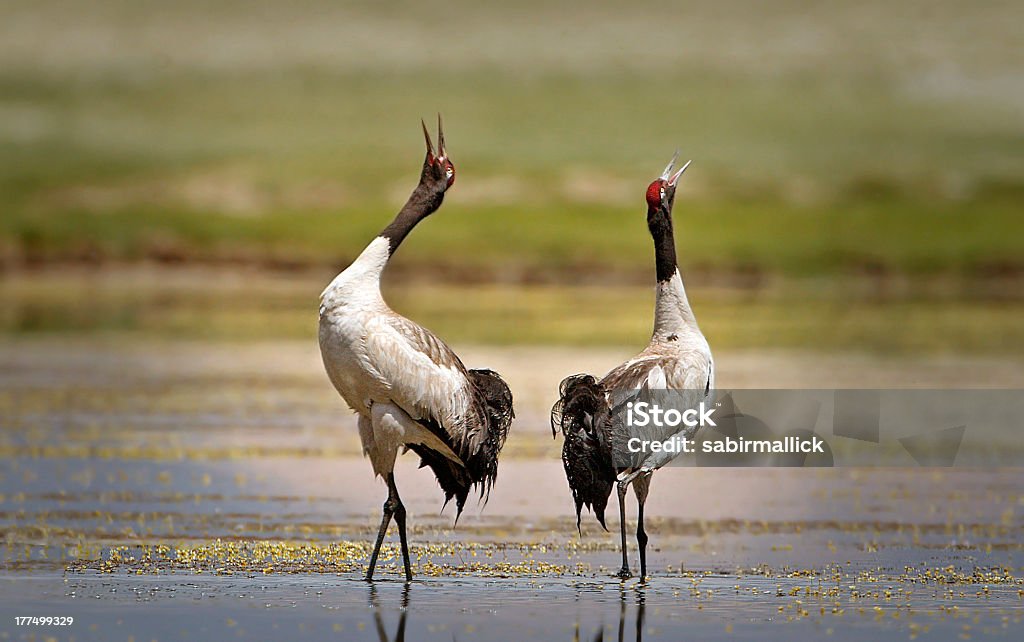 Черный с уменьшением по диаметру журавль - Стоковые фото Black-Necked Crane роялти-фри