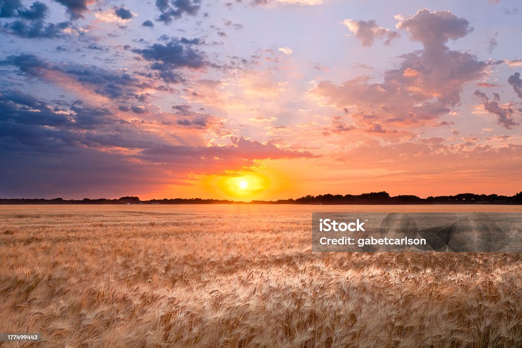 Campo de trigo - Foto de stock de Dakota del Norte libre de derechos