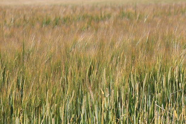 Field of barley stock photo